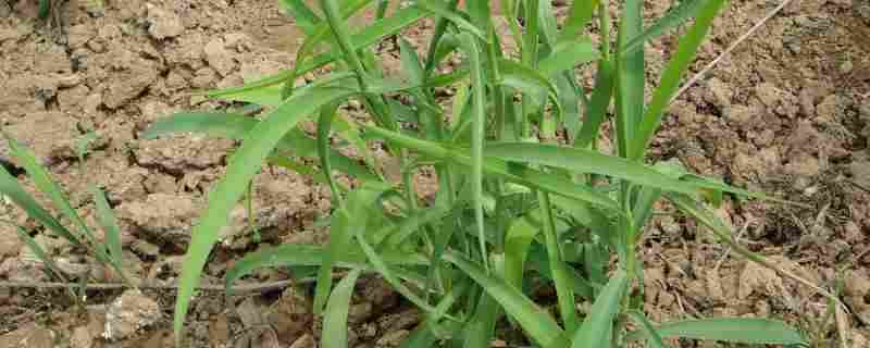 柴胡种植方法及时间(玉米套种柴胡种植方法及时间)